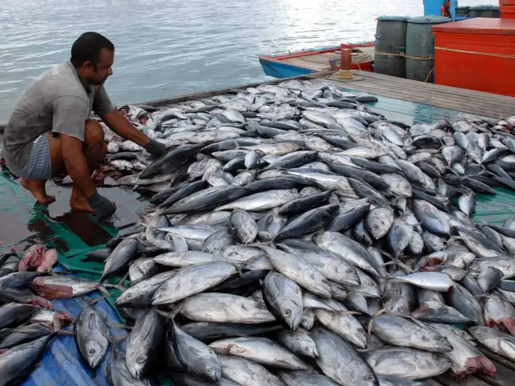 Hasil perikanan dan bahan baku pakan ternak
